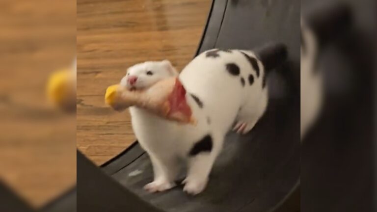 a mink with chicken leg