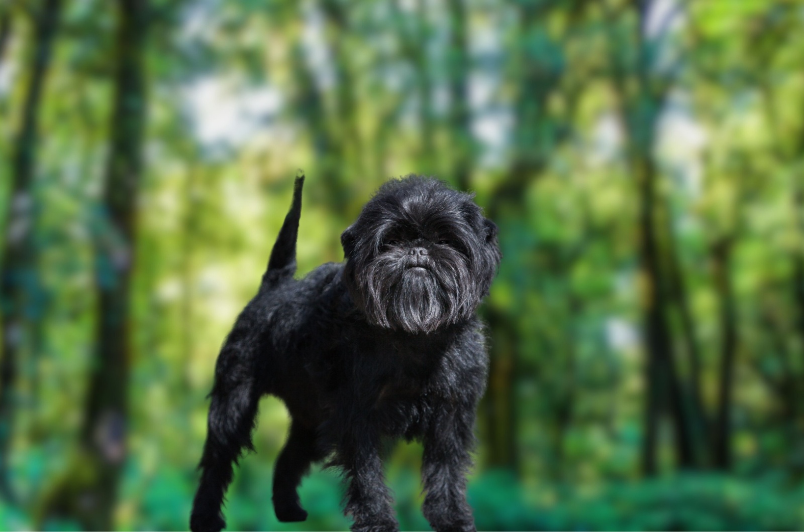 Affenpinscher