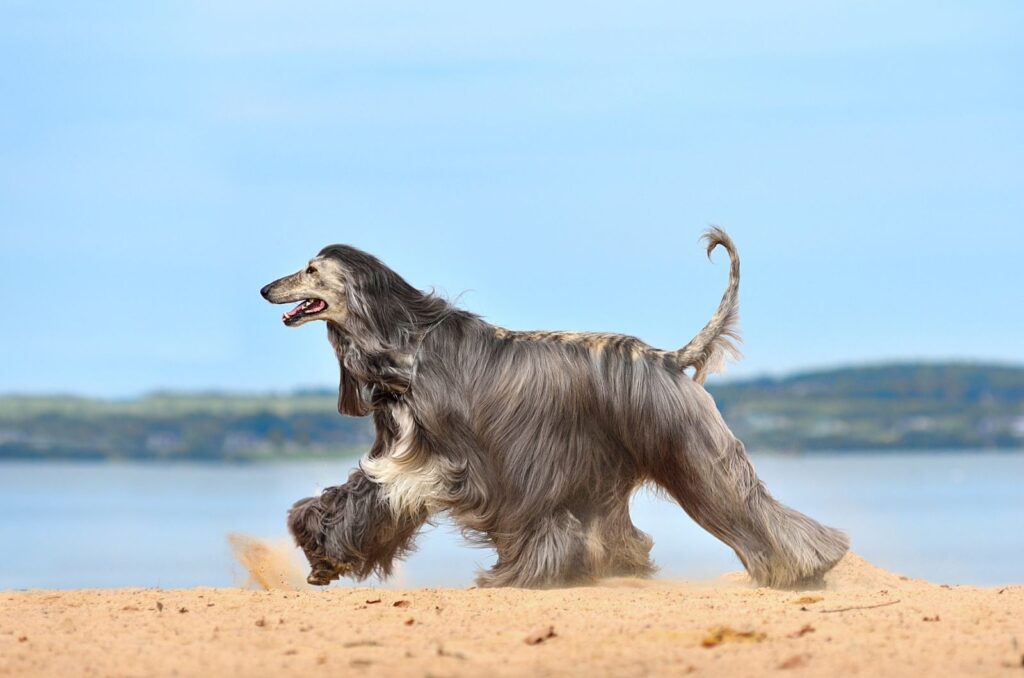 Afghan Hound