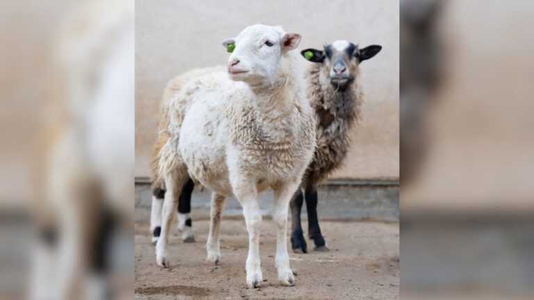 two sheeps healing together