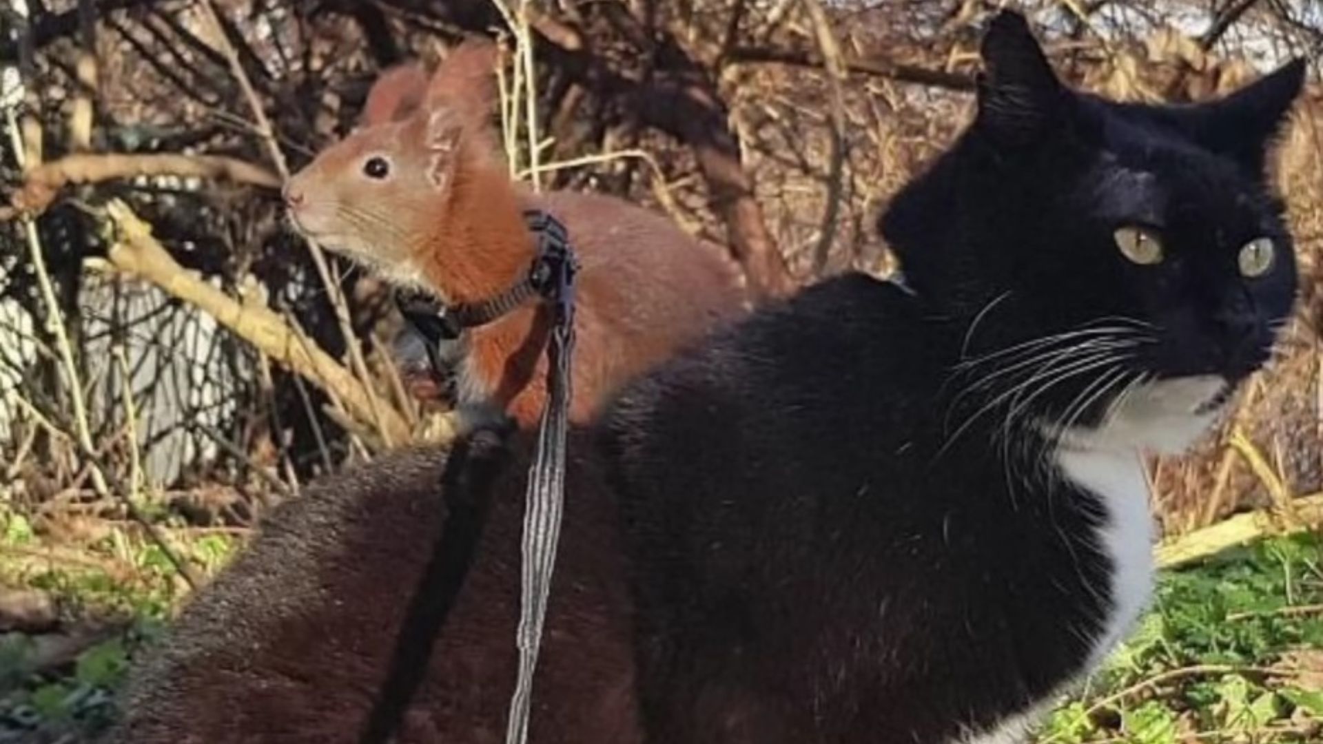 cat and a squirrel