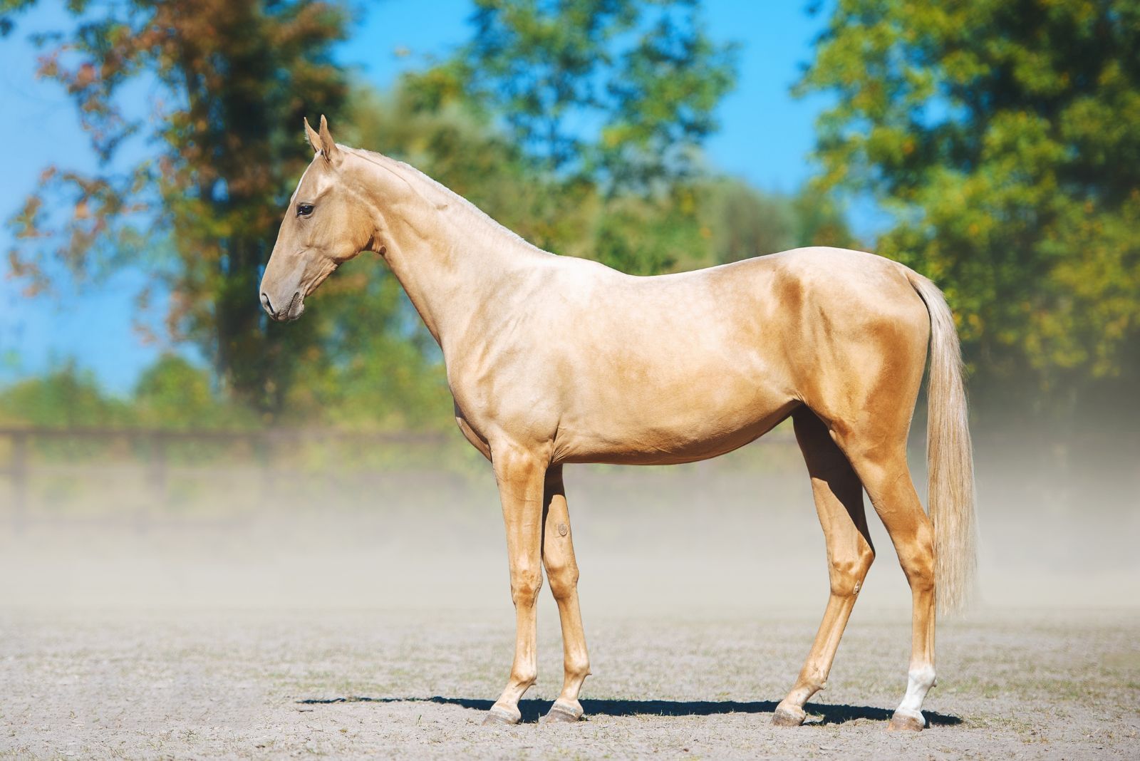 Akhal-Teke horse