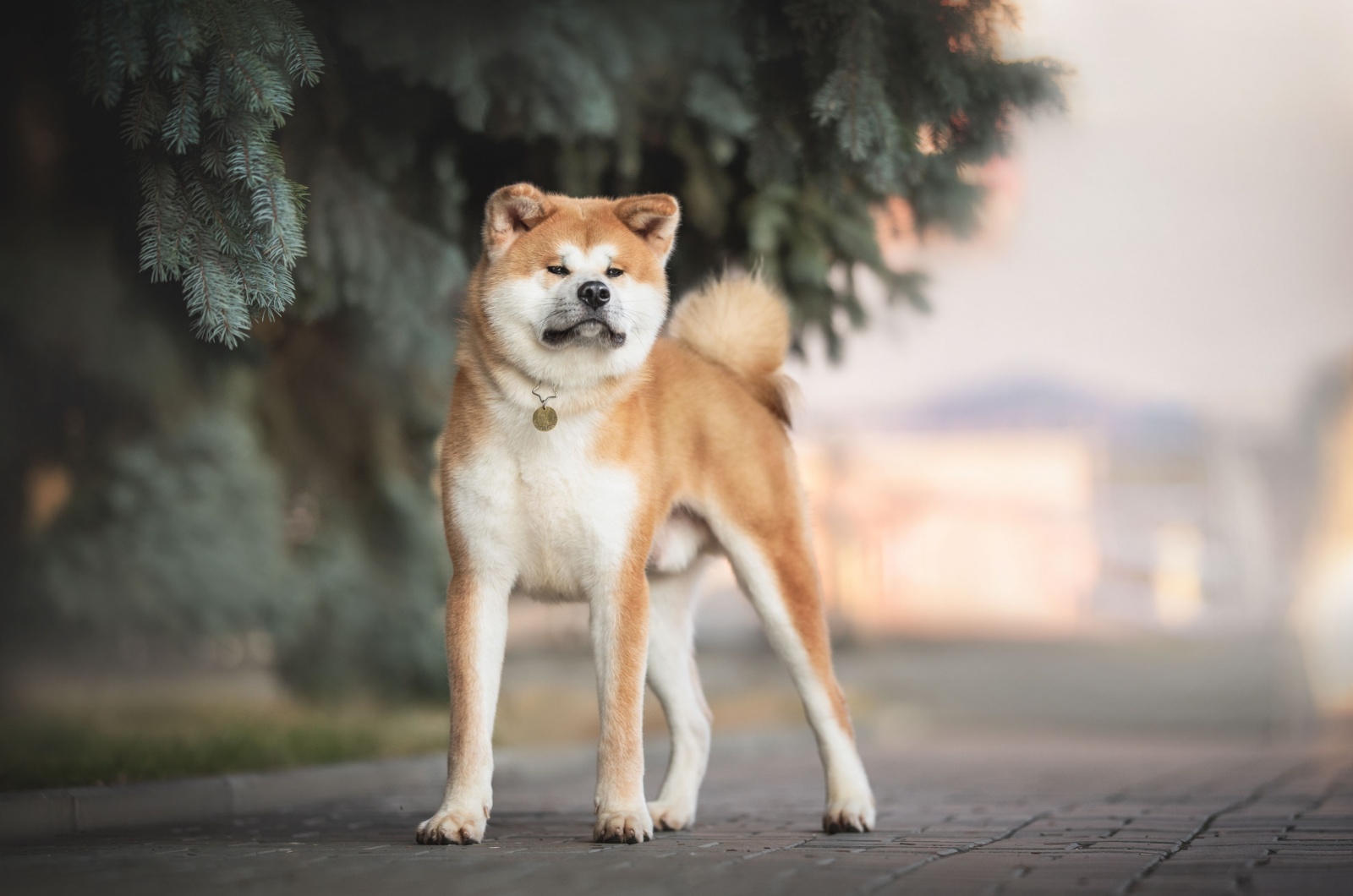 Akita