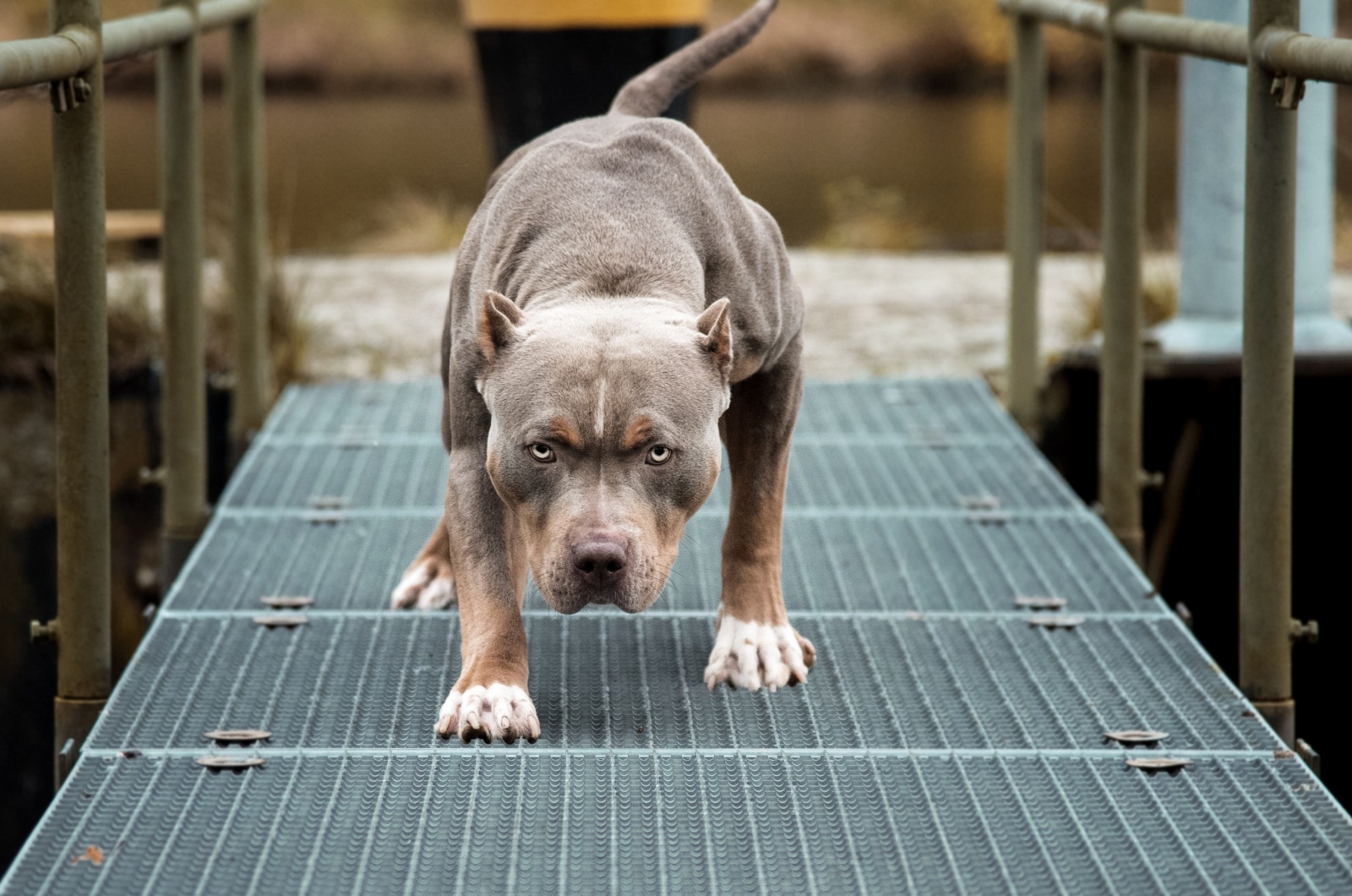 American Pit Bull Terrier