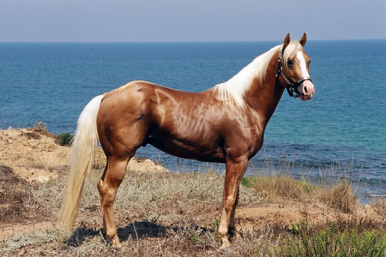 American Quarter Horse