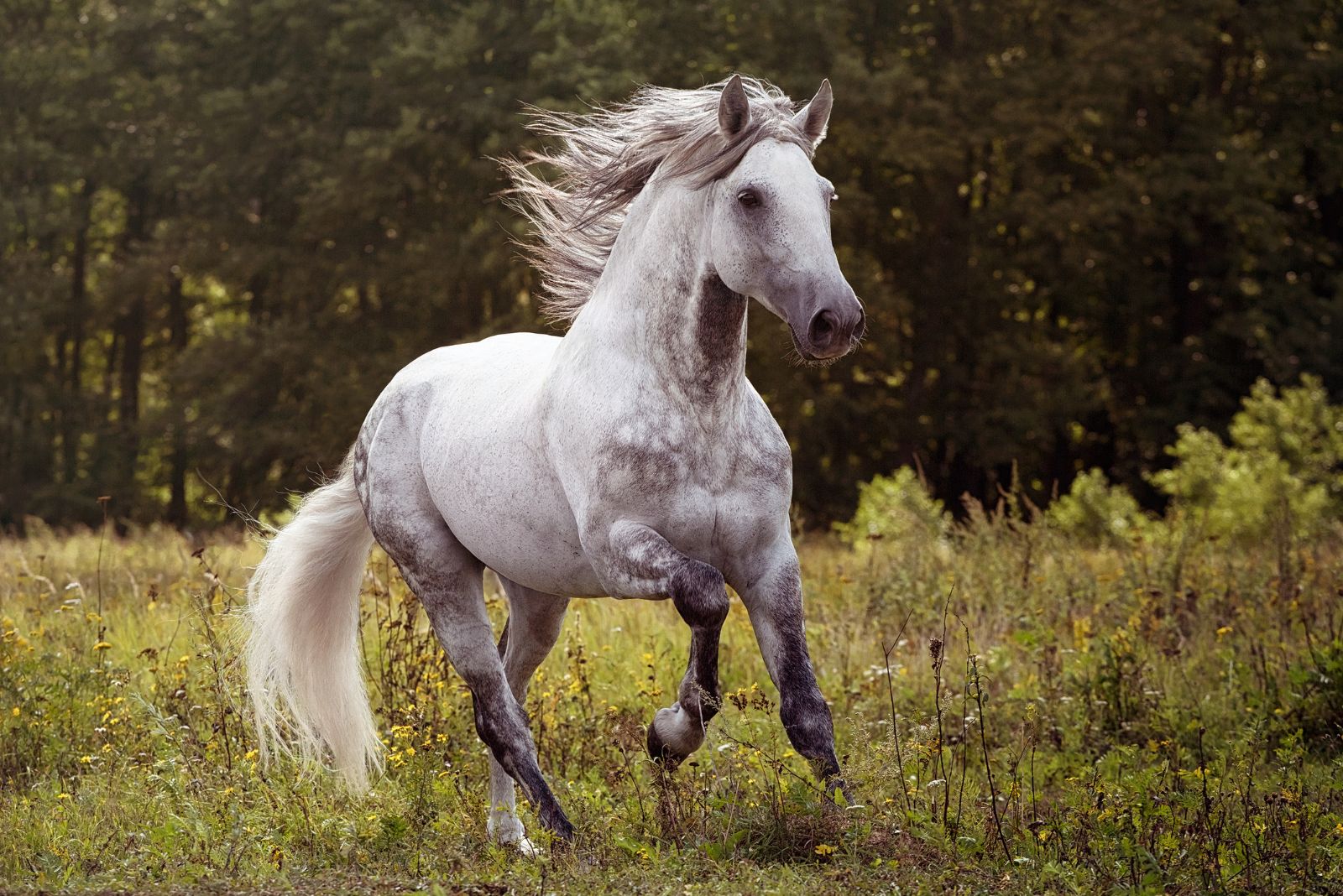 Andalusian Horse