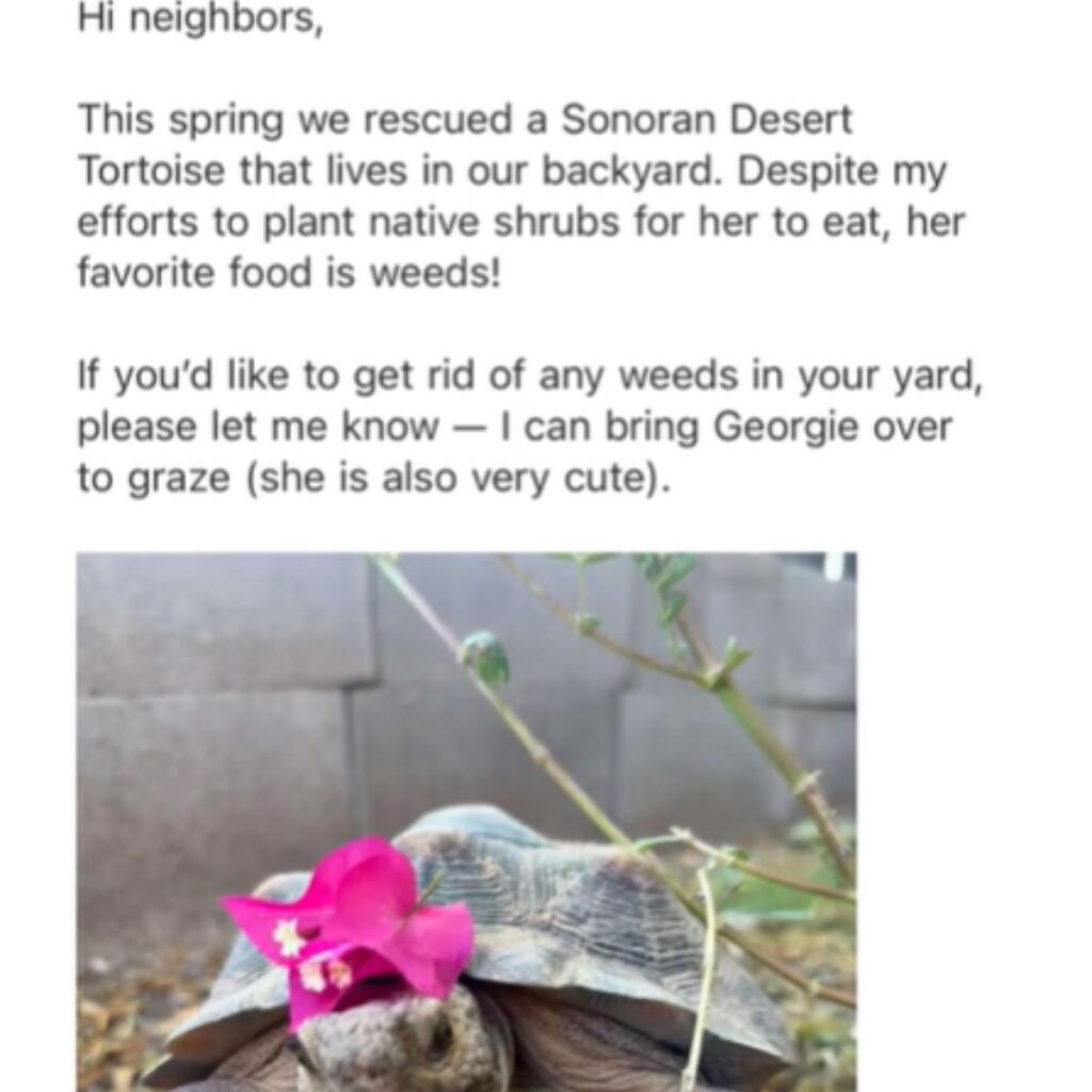 Arizona Woman's Email Request For Help With Her Tortoise Sparks