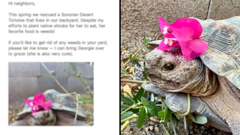 Arizona Woman's Email Request For Help With Her Tortoise