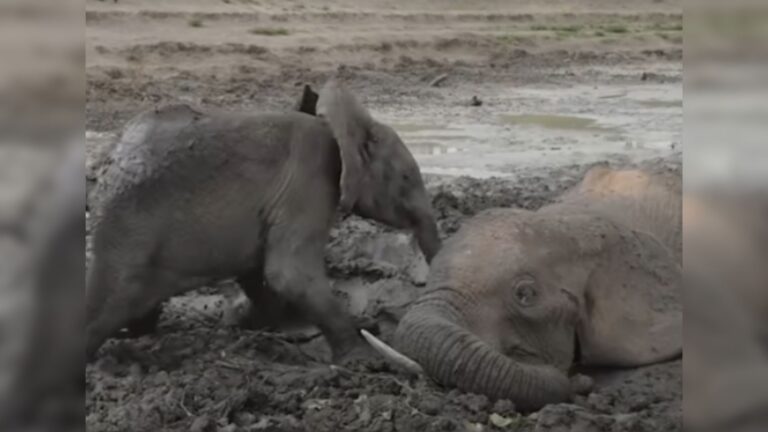baby elephant in mud with his mom