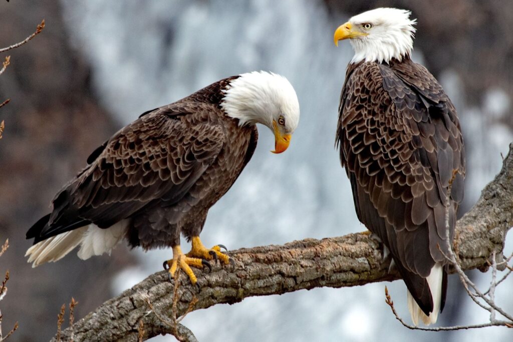 Bald Eagle