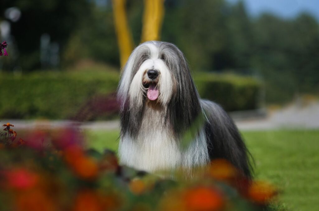 Bearded Collie