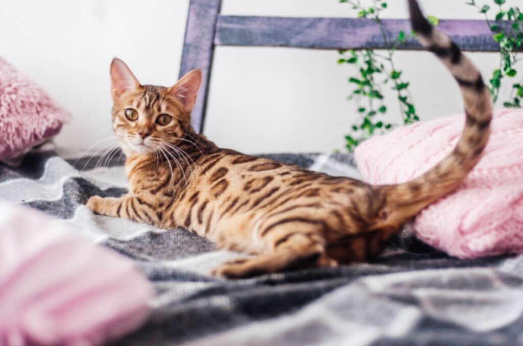 Bengal Cat