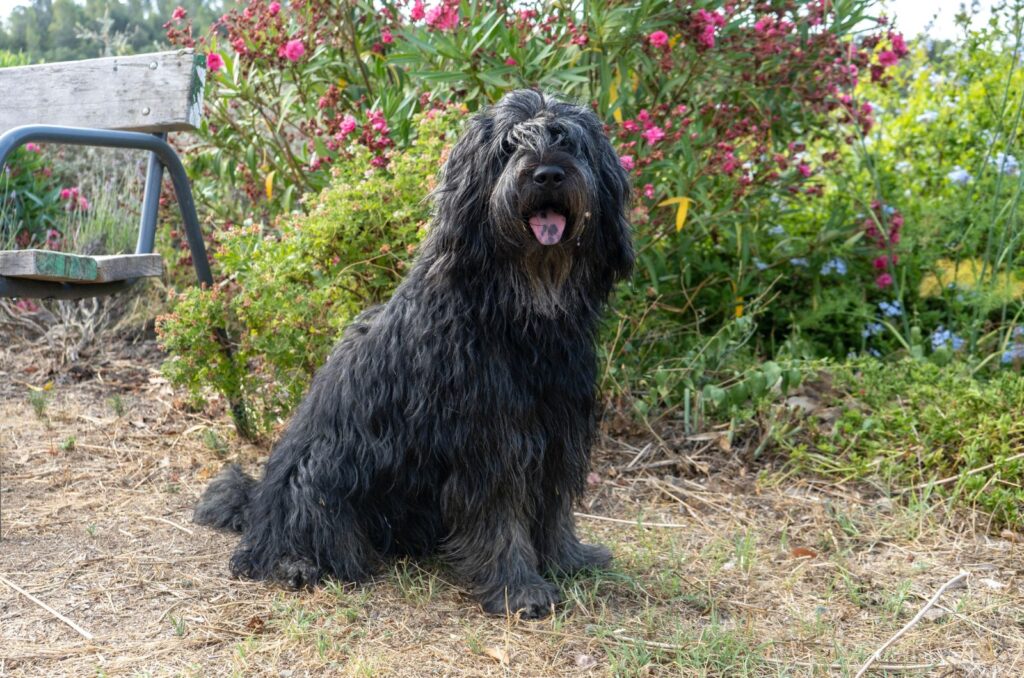 Bergamasco Sheepdog