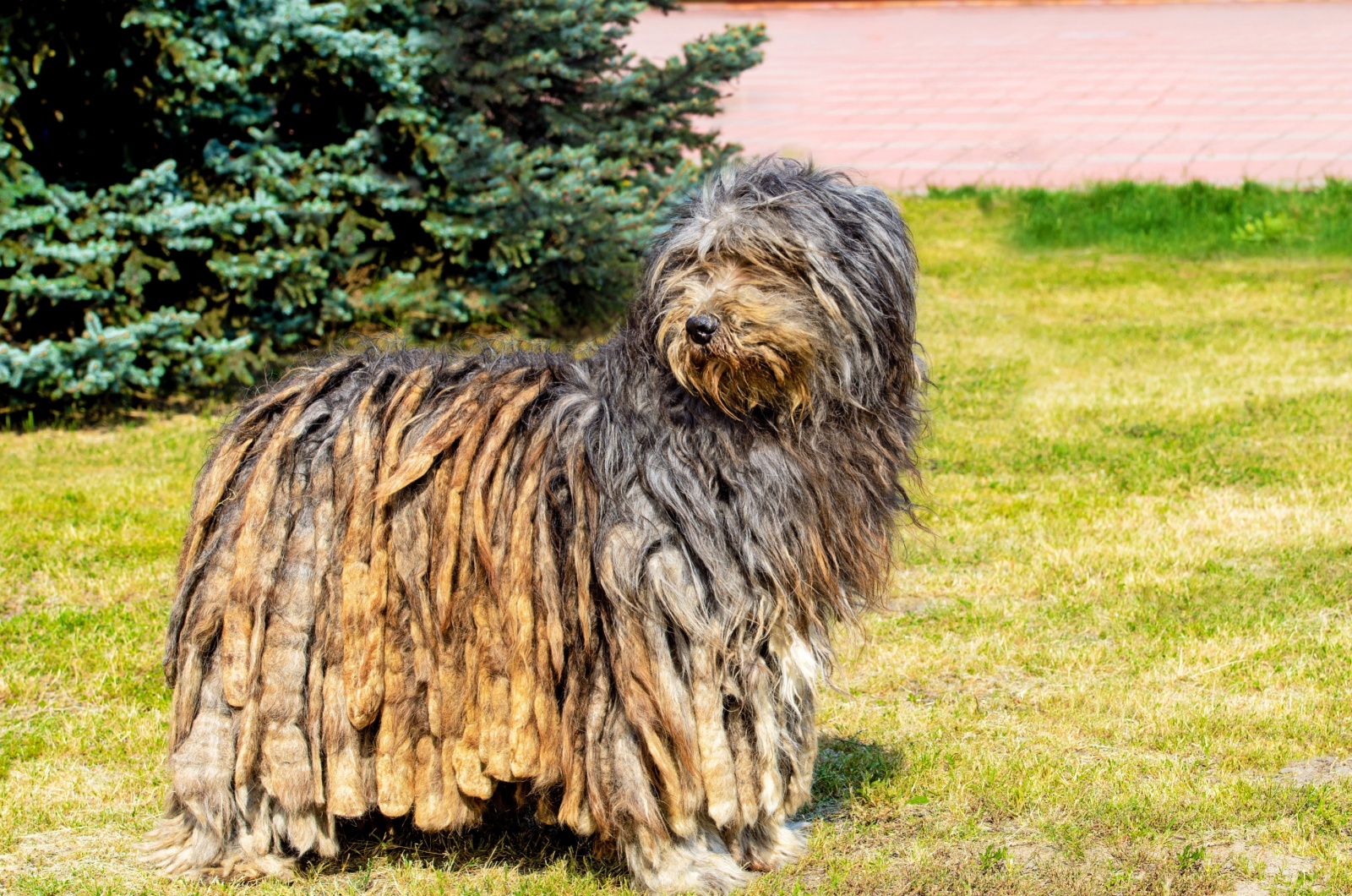 Bergamasco Shepherd