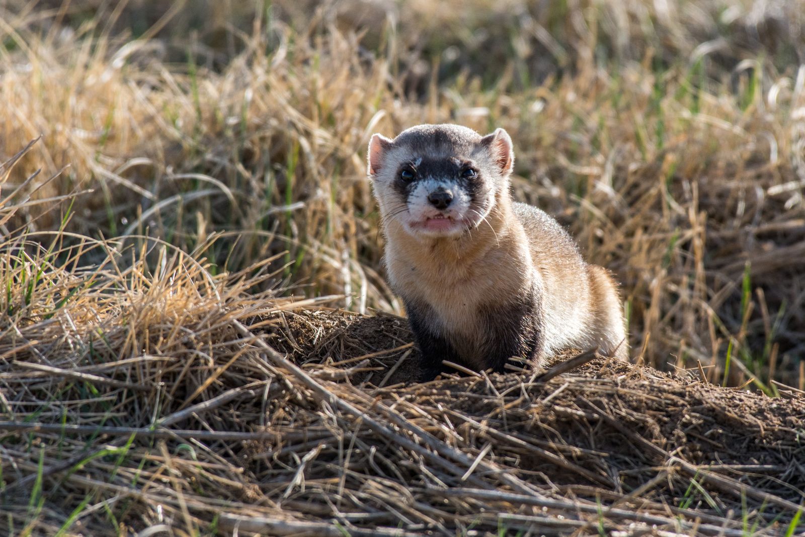 Black-Footed Ferret