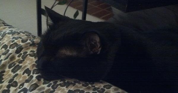 Black cat sleeping