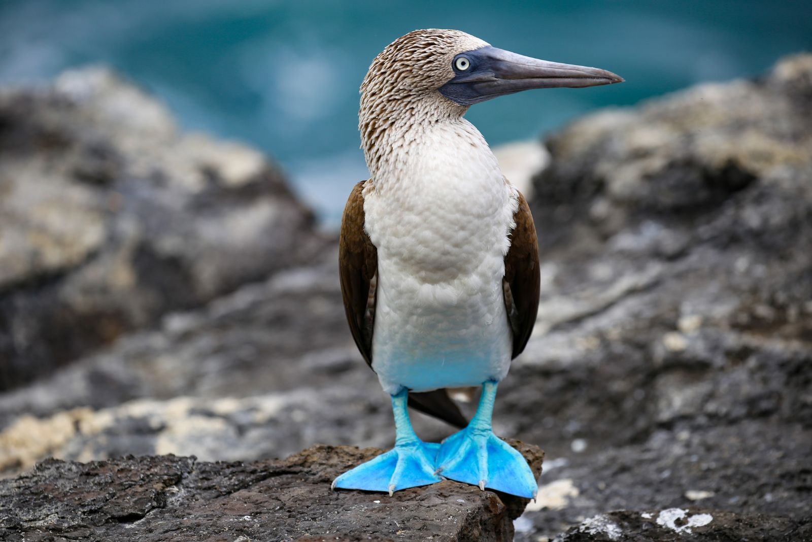 Blue-Footed Boobies