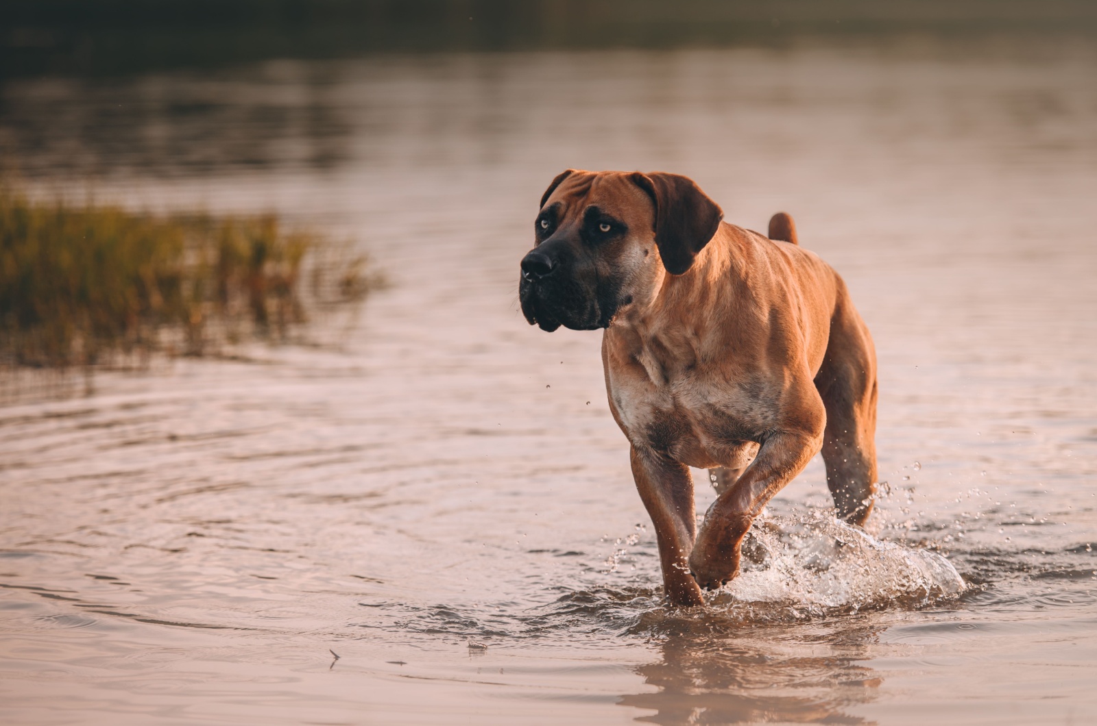 Boerboel