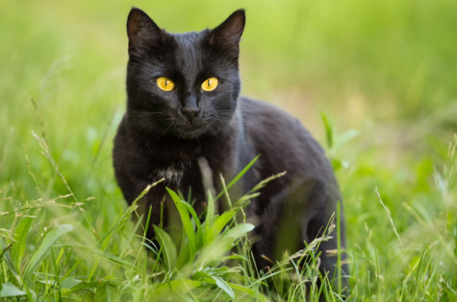 Bombay Cat