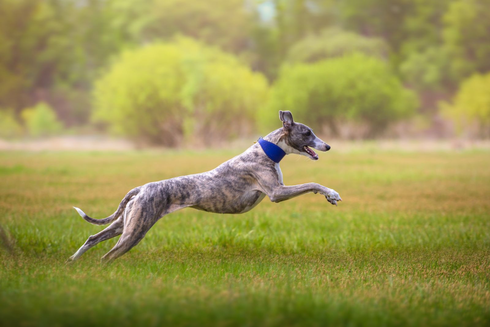 Borzoi running