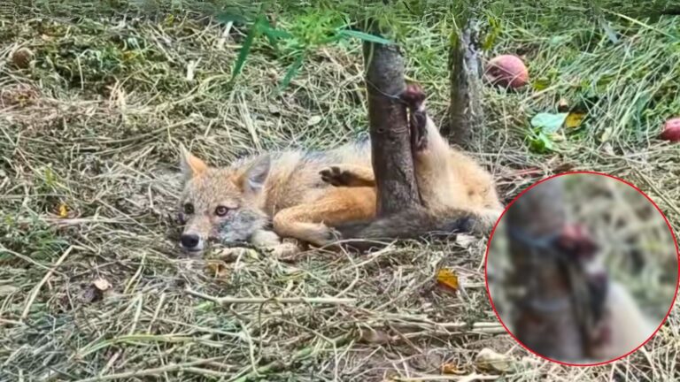 fox caught in wire trap