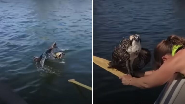Brave Woman Risks Her Life Rescuing An Osprey bird