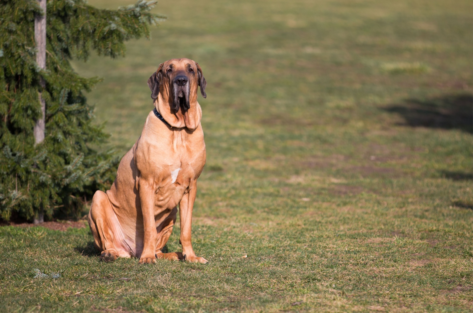 Brazilian Mastiff