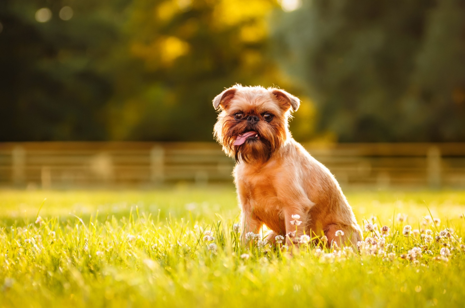 Brussels Griffon