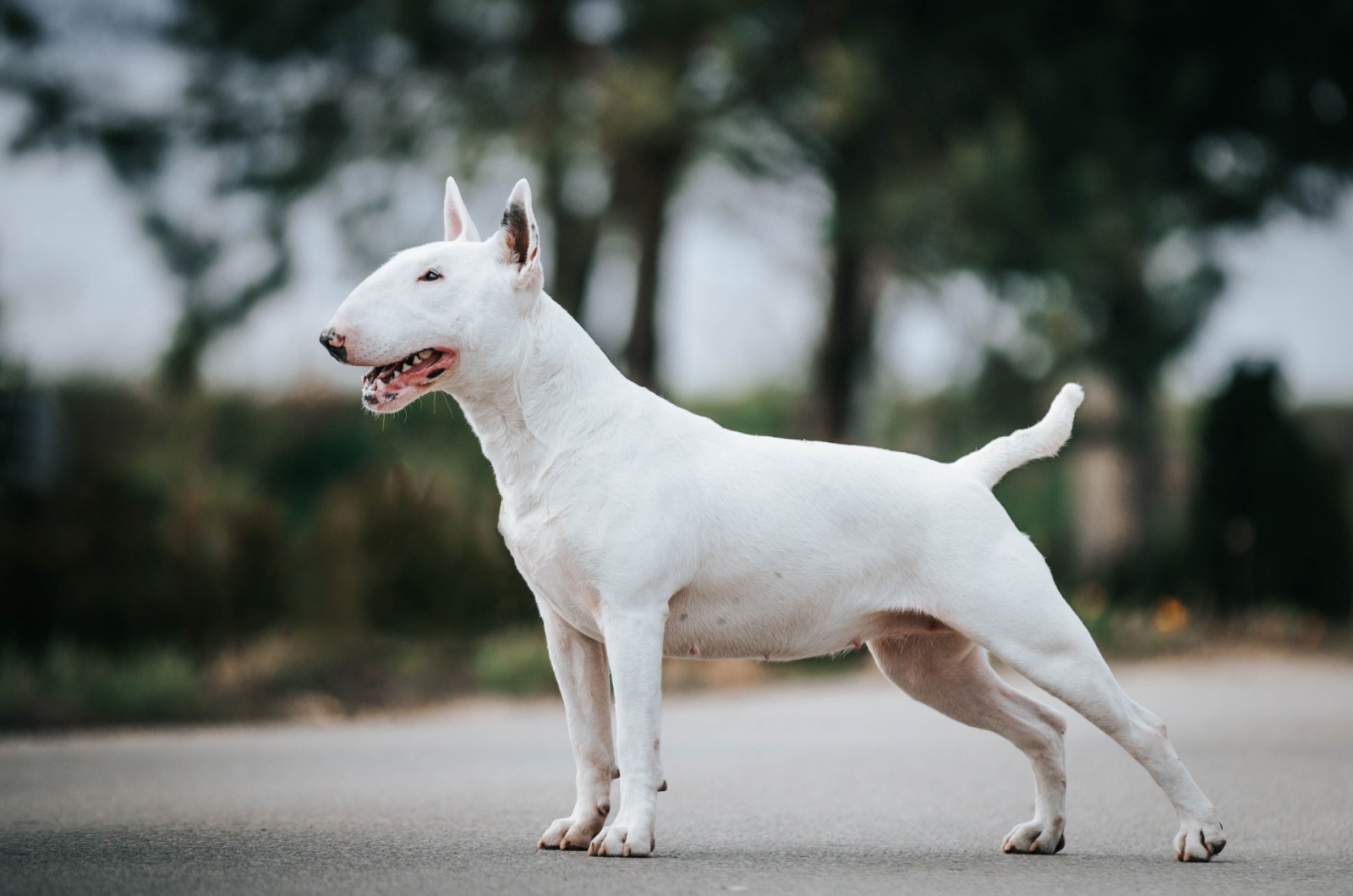 Bull Terrier