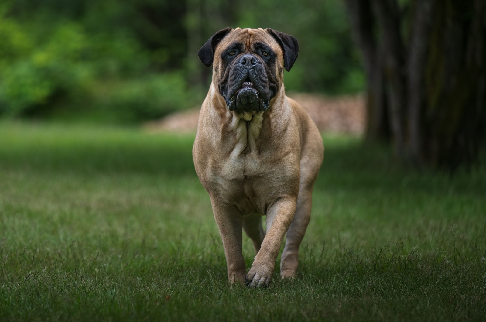 Bullmastiff