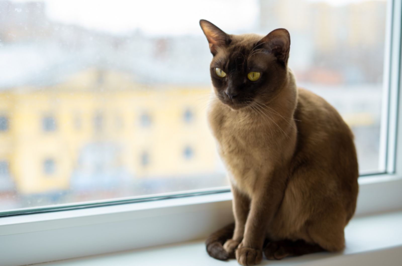 Burmese Cat