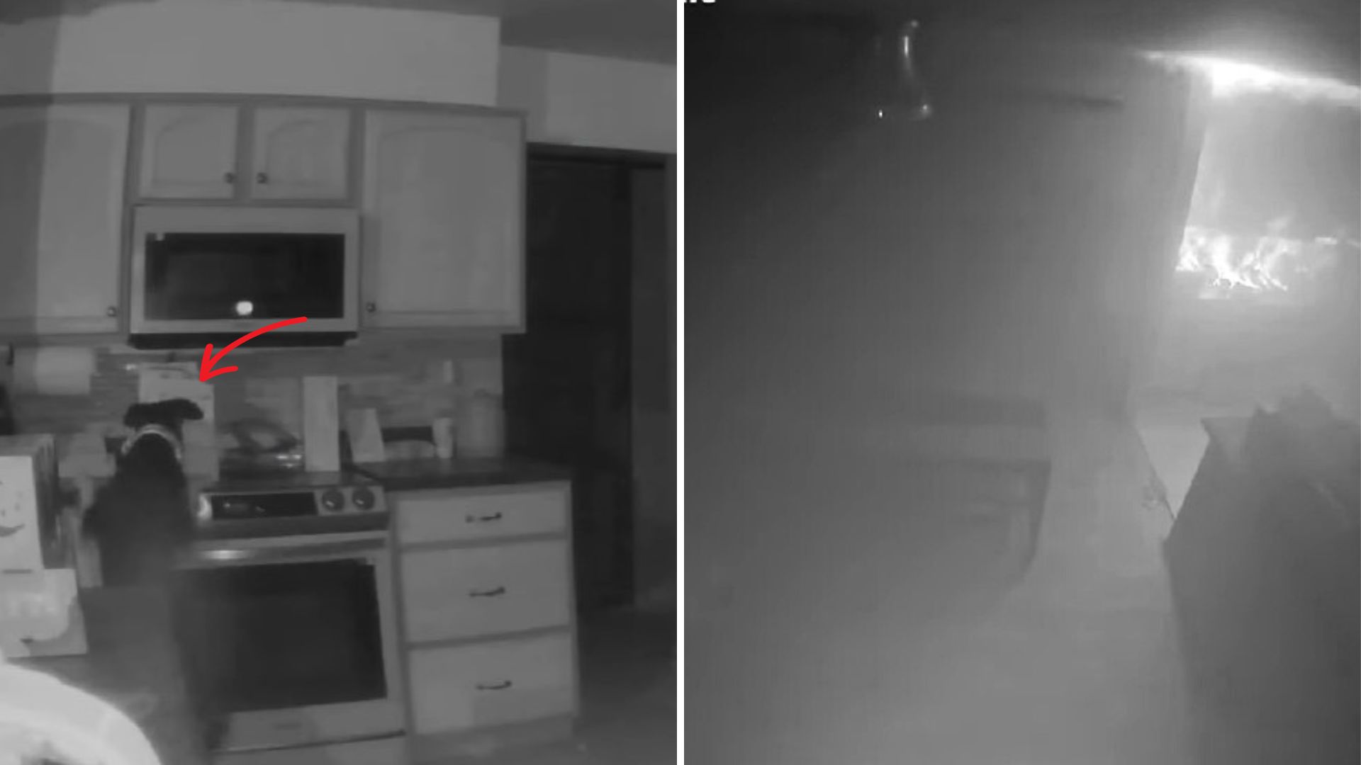 dog on the stove