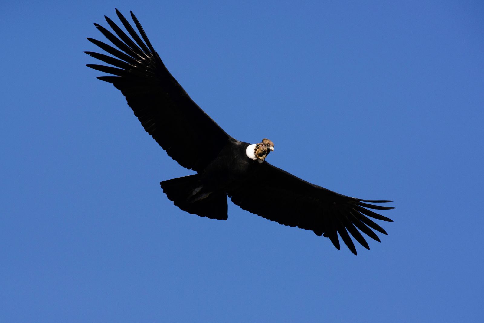 California Condor