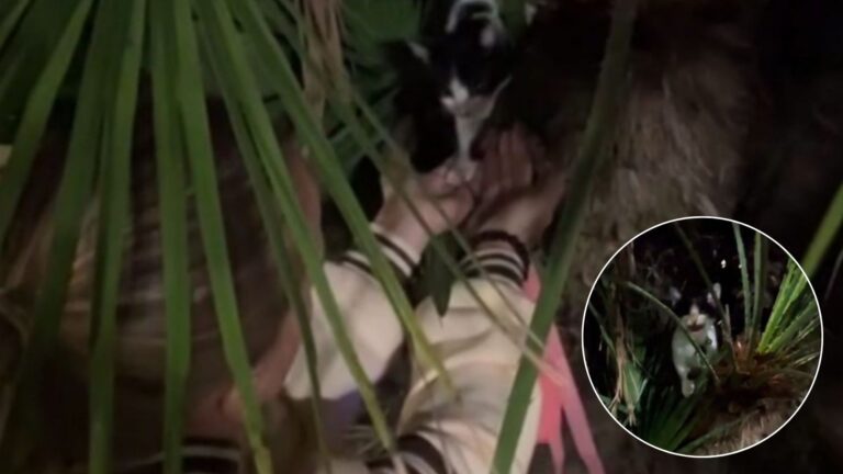 kitten on a palm tree
