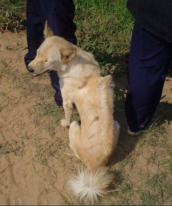 Cambodian Razorback Dog