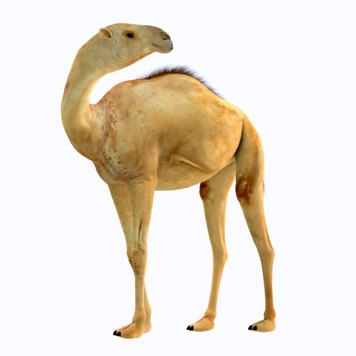 Camelops