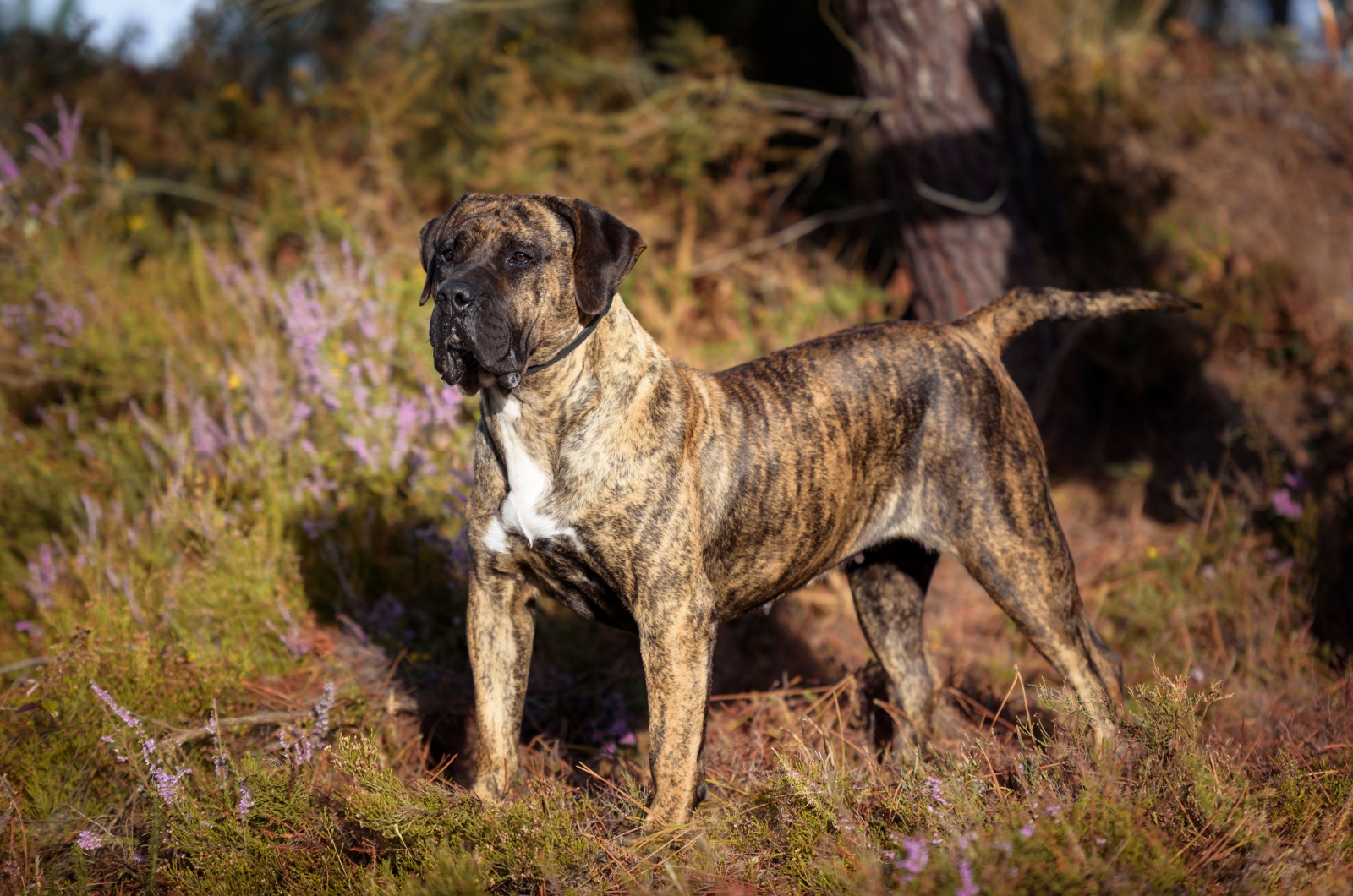 Canary Mastiff