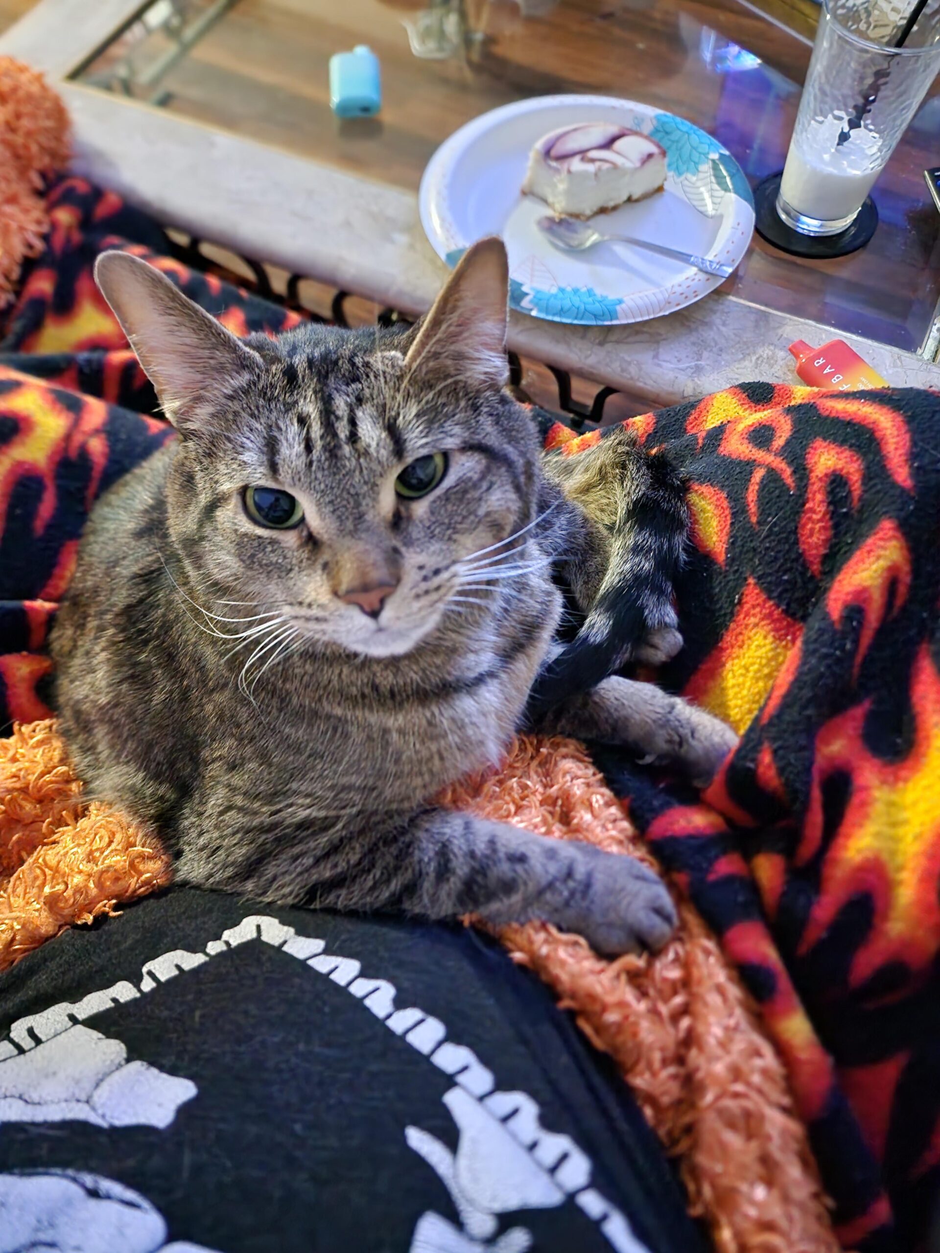 Cat sitting on a owner