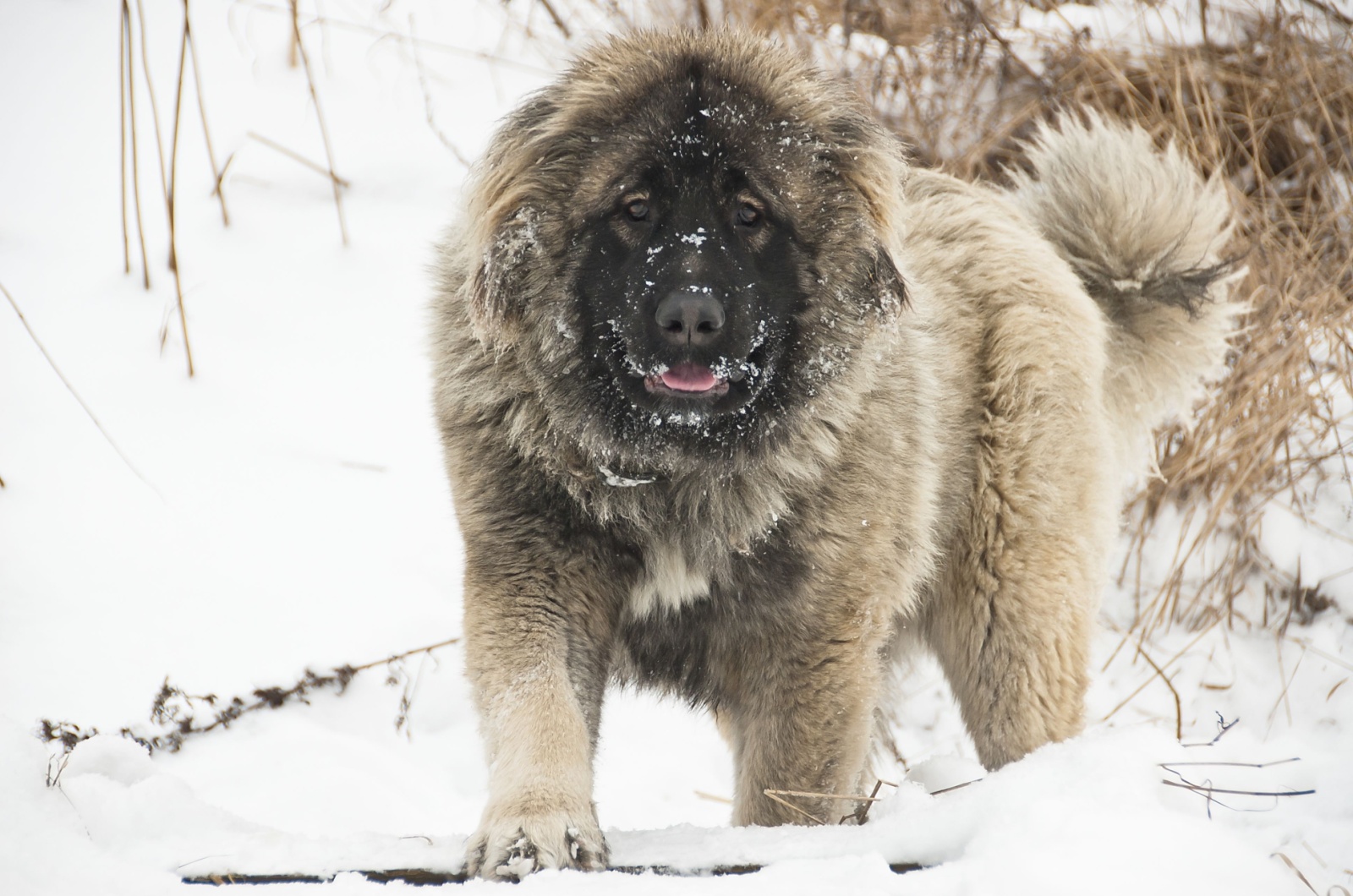 Caucasian Shepherd Dog