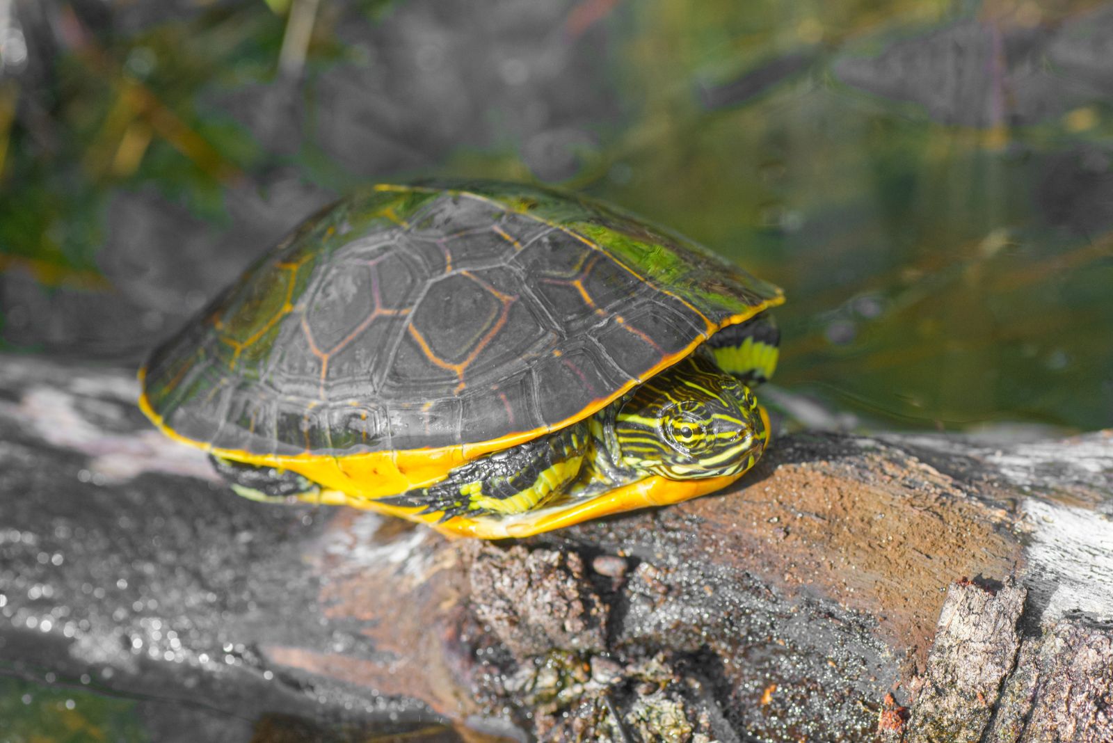 Chicken Turtle