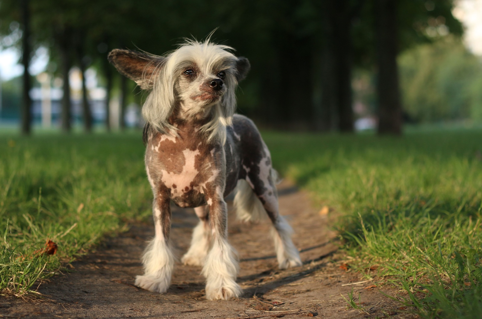 Chinese Crested