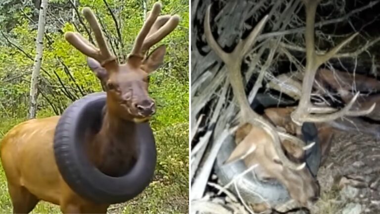 elk with a tire around his neck