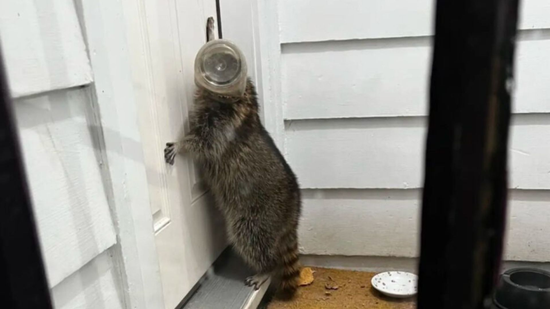 racoon at door