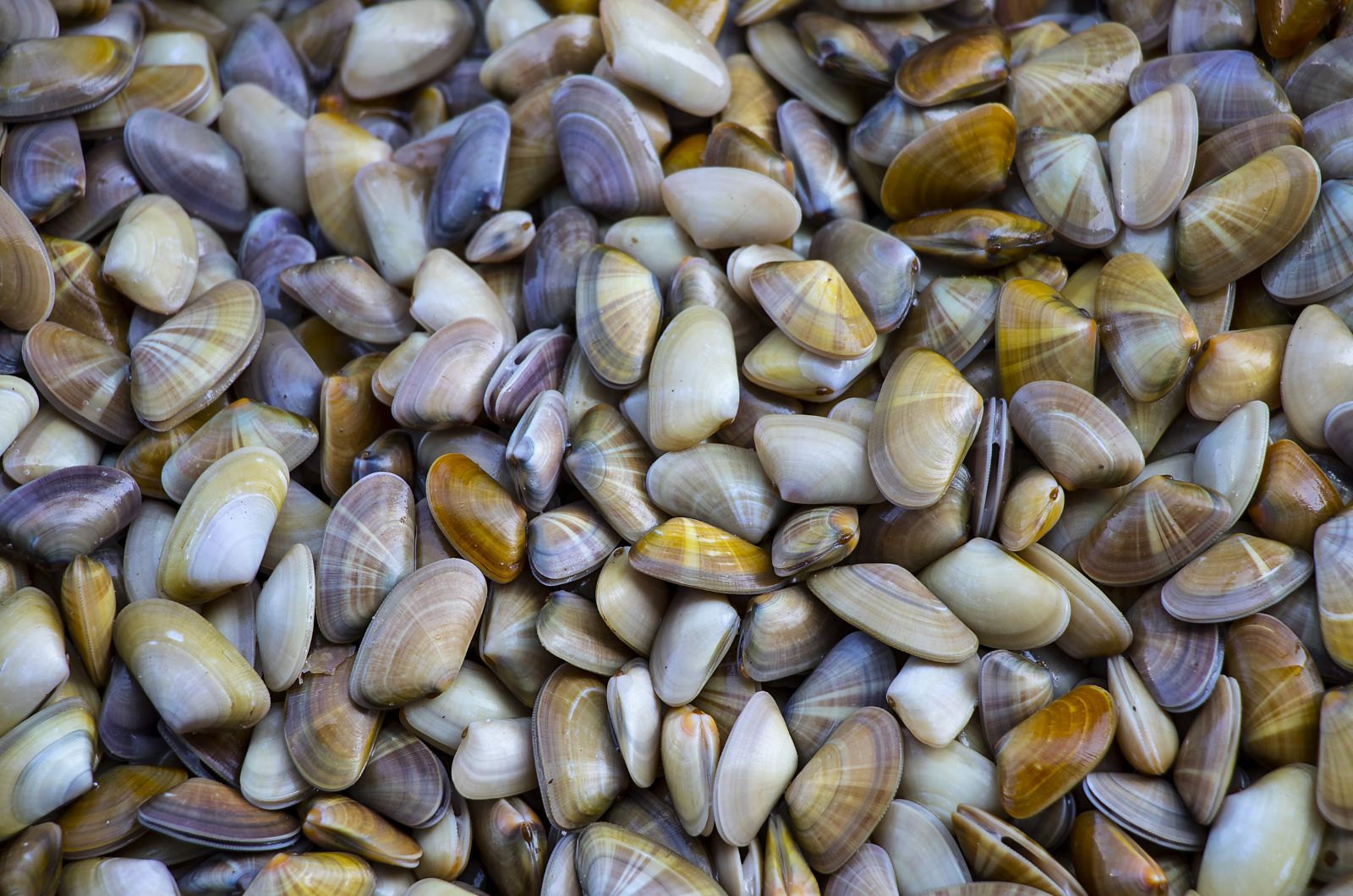 Coquina Clams