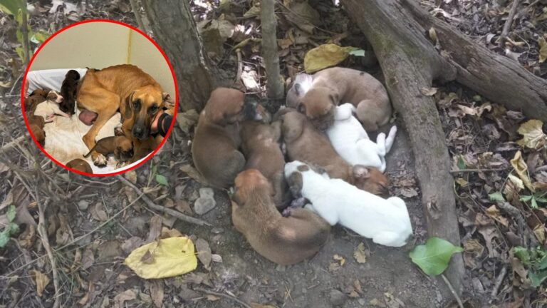 bunch of puppies