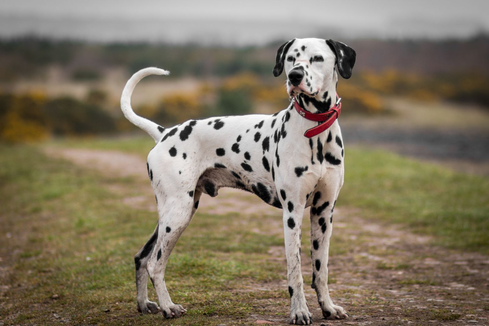 Dalmatian