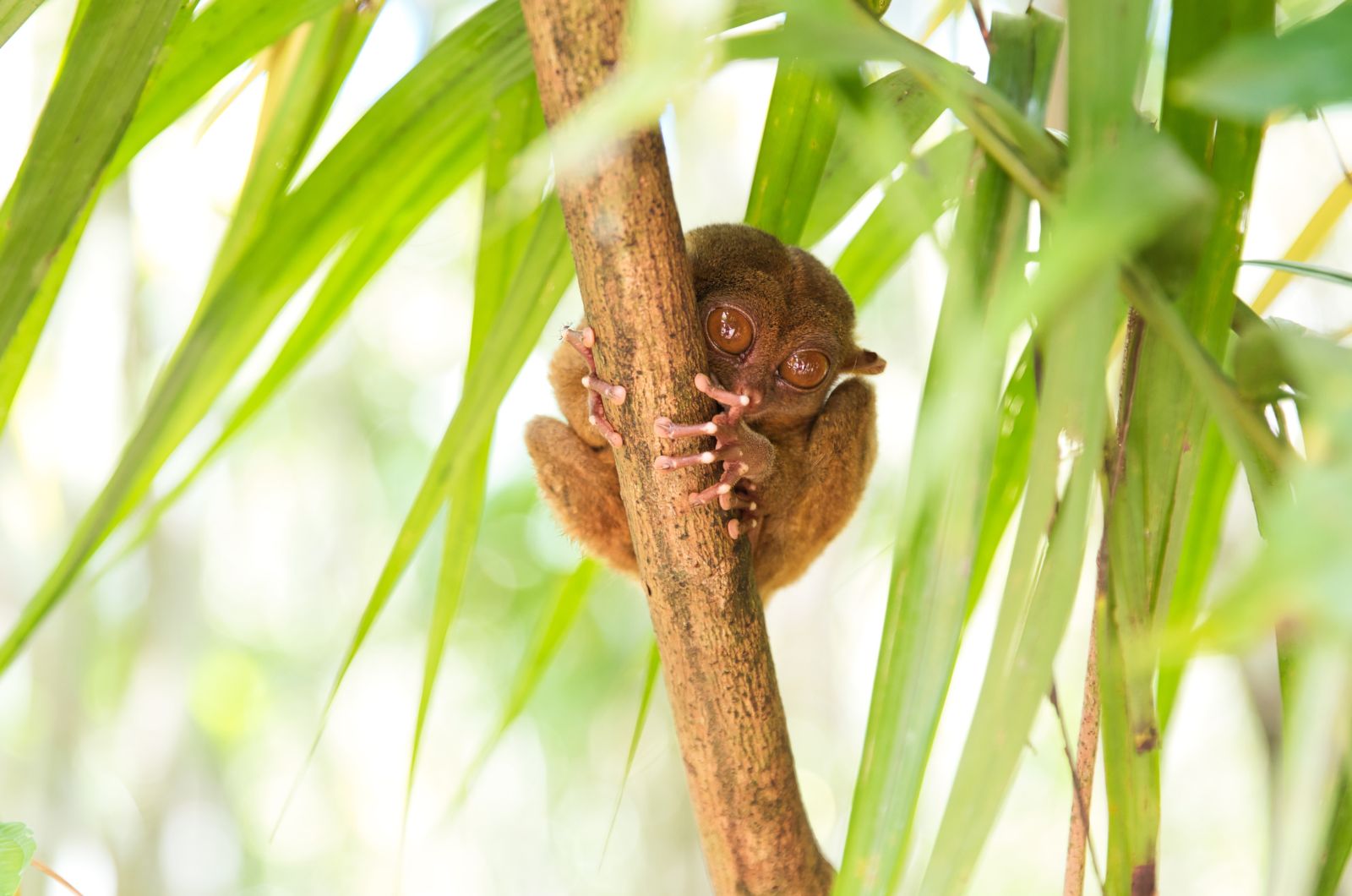 Dangerous Tarsier