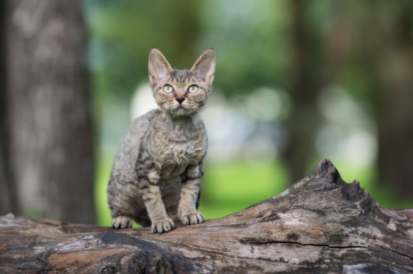 Devon Rex