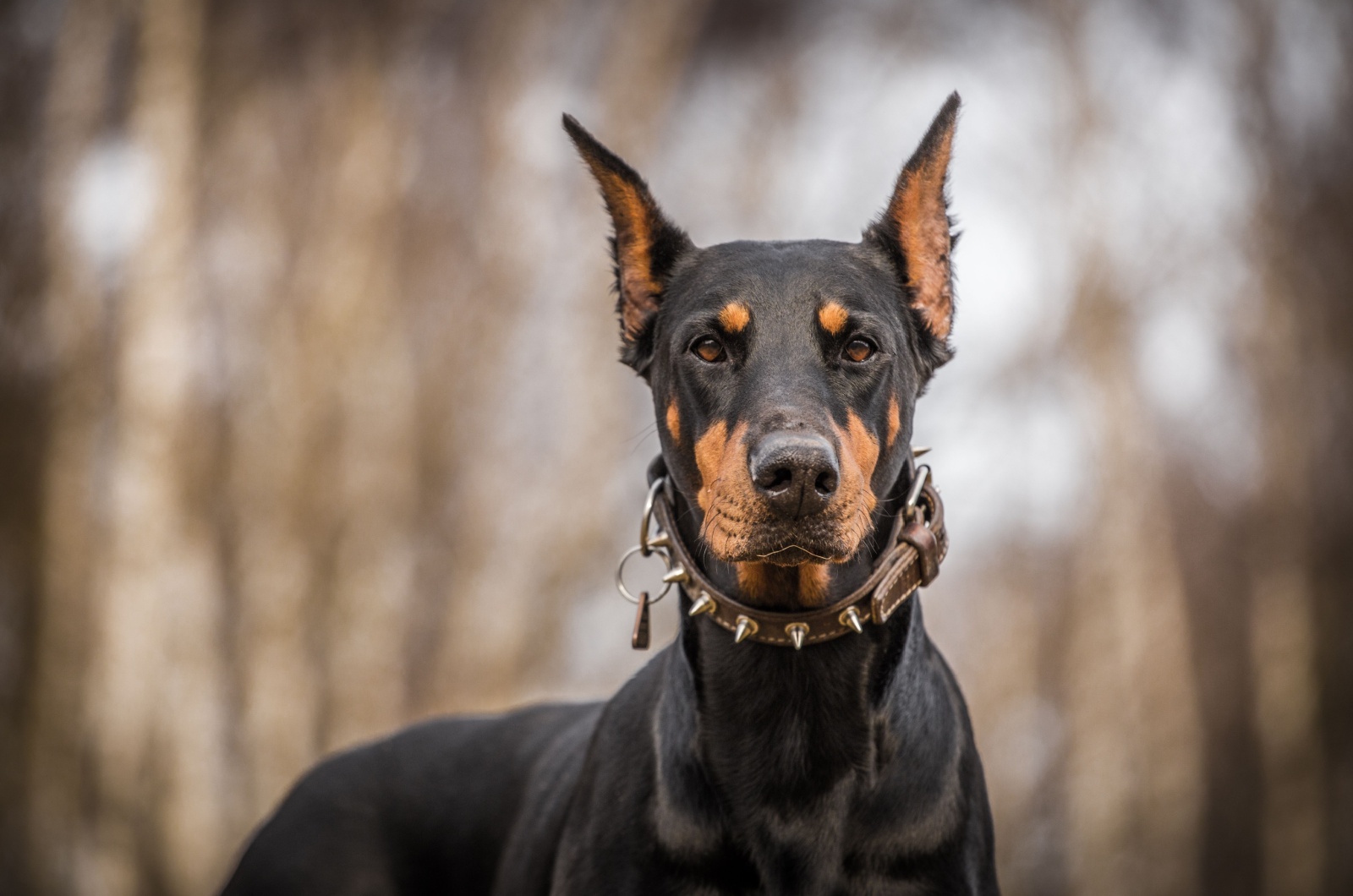 Dobermann