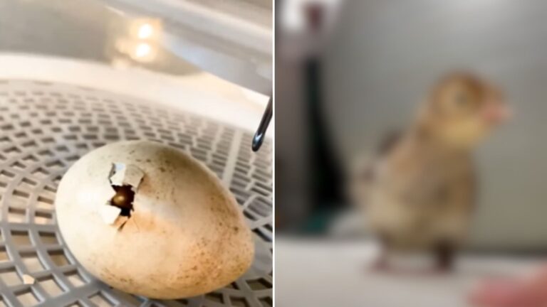 an egg
